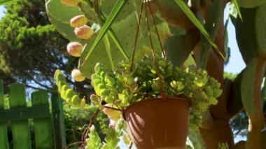 Bir çiçek saksısındaki kalanchoe marnieriana bitkisinin yakın çekimi..