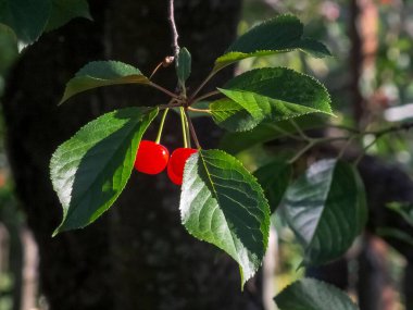 Ağaçtaki taze kiraz meyvelerinin seçici odak noktası.