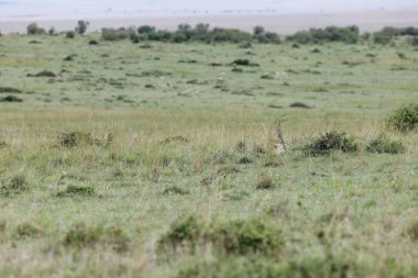 Kenya, Masai Mara 'da uzun otların üzerinde dinlenen gri gökyüzü olan dişi bir çita.