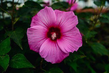 Çiçek açan pembe Hibiscus çiçeğinin yakın çekimi.