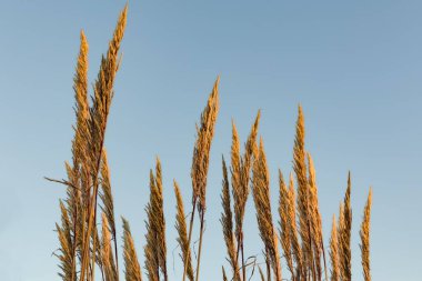 Mavi gökyüzü arka planında rüzgarda sallanan uzun altın arpa.
