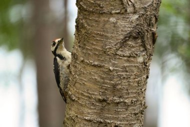 Bir ağaç kabuğundaki benekli ağaçkakanın yakın çekimi.