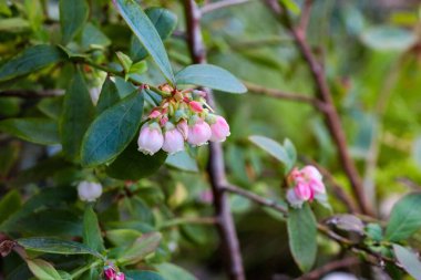 Bahçedeki bulanık arkaplanlı yaban mersini çiçeklerinin seçici odağı