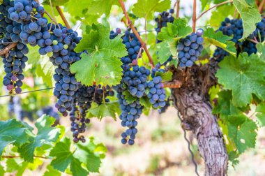 Taze olgun, üzüm bağında asılmış üzüm demetlerinin yakın çekimi.