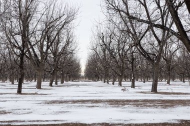 Kışın güzel bir park manzarası