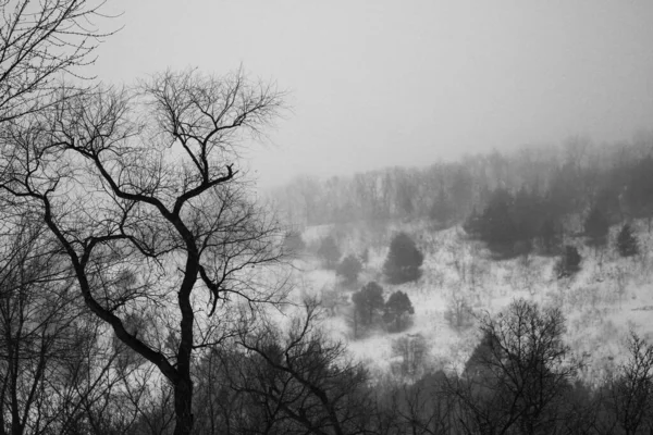 Una Vista Aérea Bosque Nevado Con Árboles Desnudos Minnesota — Foto de Stock