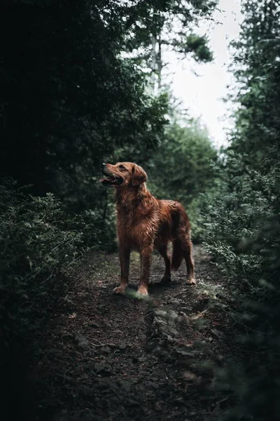 Вертикальный Снимок Милой Коричневой Собаки Лесу Нью Брансуике Канада — стоковое фото