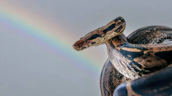 在灰蒙蒙的背景前 有着明亮彩虹的一条蟒蛇的近景 — 图库照片