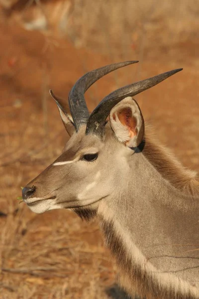 Függőleges Oldalra Néző Fiatal Kudu Antilop Álló Száraz Füves Területen — Stock Fotó