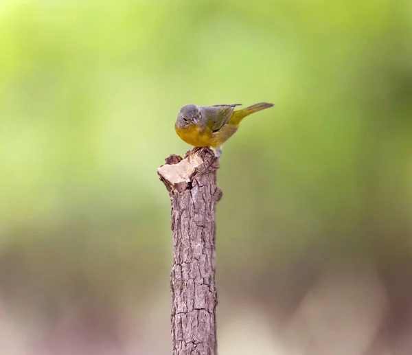Eine Selektive Fokusaufnahme Eines Nashville Grasmücke Vogels Der Auf Einem — Stockfoto