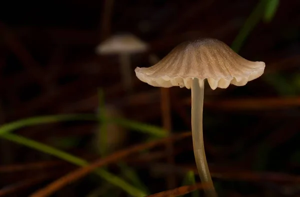 Macro Close Brown Mushroom Mycena Vitilis Dark Background Pine Forest — Stock Photo, Image