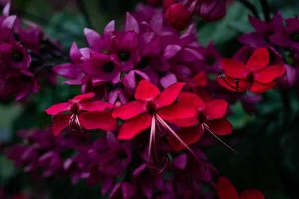 Detailní Záběr Glorybower Květiny — Stock fotografie