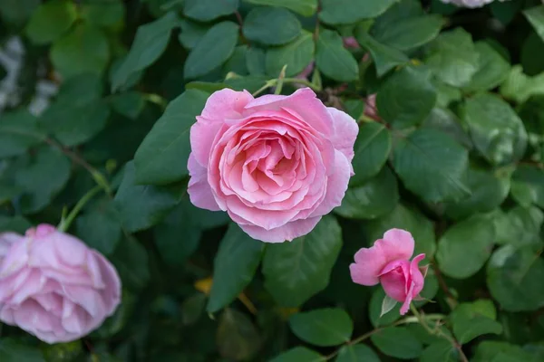 Ροζ Τριαντάφυλλο Κοντινό Πλάνο — Φωτογραφία Αρχείου