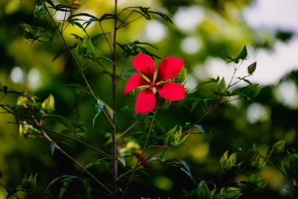Närbild Blommande Hibiskus Isolerad Grön Natur Bakgrund — Stockfoto