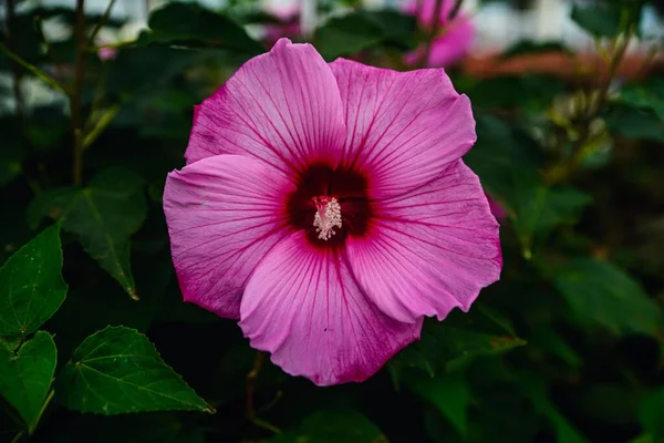 一朵盛开的粉红色芙蓉花的特写 — 图库照片