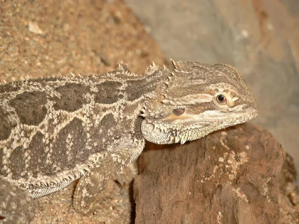 Detailed closeup on an inland Bearded dragon lizard, Pogona vitticeps in a terrarium