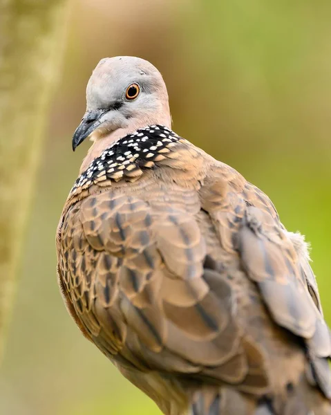 一种常见的青铜色 一种原产于澳大利亚自然保护区的鸽子 — 图库照片