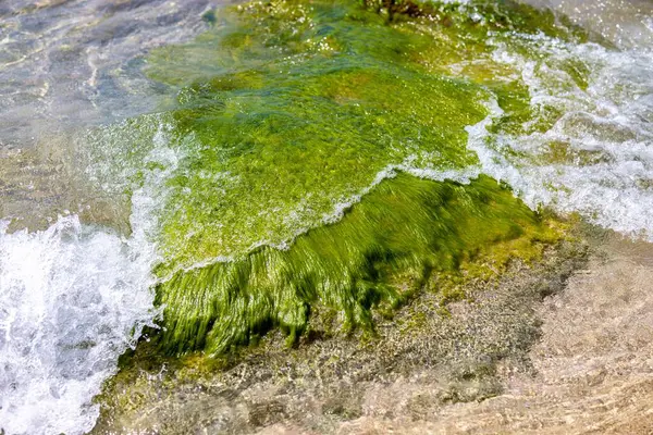 Вид Зверху Зелені Водорості Змішані Чистими Хвилями Узбережжі Моря — стокове фото