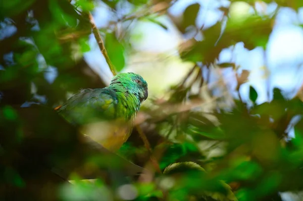 Groene Papegaai Genesteld Een Zitbank Een Australisch Natuurreservaat — Stockfoto