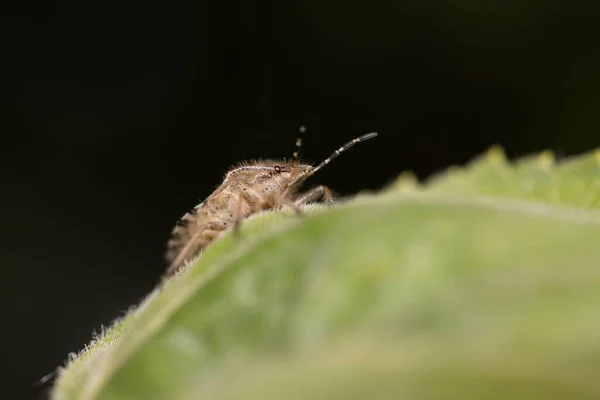 Macrodisparo Insecto Sobre Una Hoja Verde —  Fotos de Stock