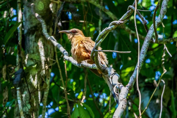 Ein Eidechse Kuckuck Vogel Hockt Auf Einem Ast Mit Blättern — Stockfoto