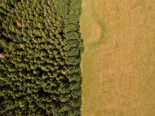 Una Vista Aérea Denso Bosque Abetos Por Campo Agrícola — Foto de Stock