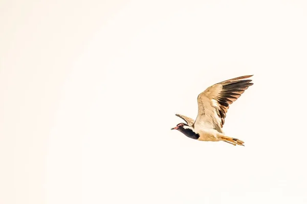 Dekorerad Lapwing Vanellus Indicus Flyger Mot Vit Bakgrund — Stockfoto