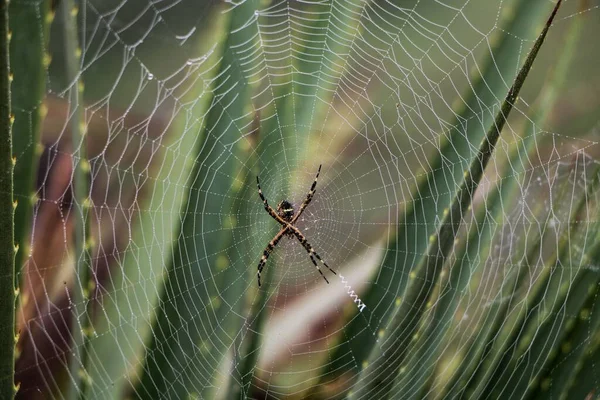 Eine Wunderschöne Nahaufnahme Einer Spinne Spinnennetz — Stockfoto