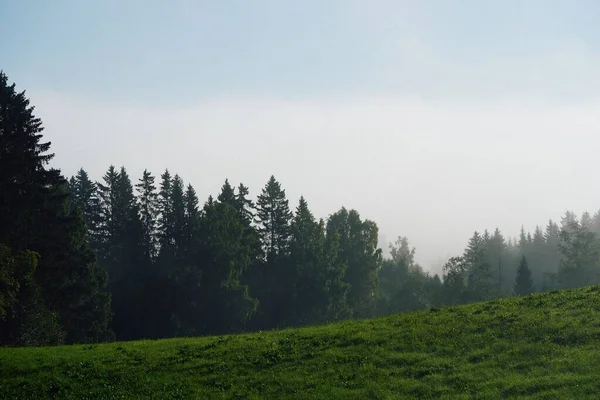 Ett Grönt Gräslandskap Med Täta Träd Och Dimma Molnig Himmel — Stockfoto