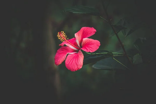 Красива Червона Квітка Саду Квітка Зосереджена Розмитому Фоні — стокове фото