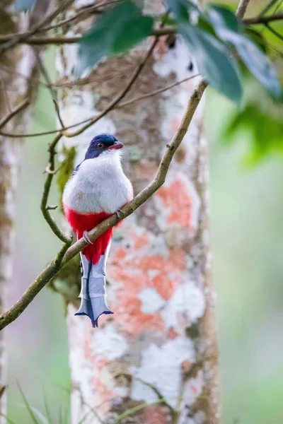 Ein Flacher Fokus Des Kubanischen Trogon Vogels Der Auf Einem — Stockfoto