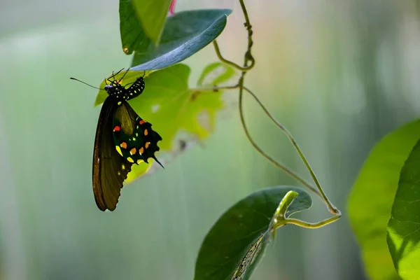 Una Mariposa Cola Golondrina Posada Una Rama Árbol —  Fotos de Stock