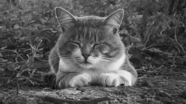 Graustufenaufnahme Einer Niedlichen Obdachlosen Katze Die Mit Geschlossenen Augen Boden — Stockfoto