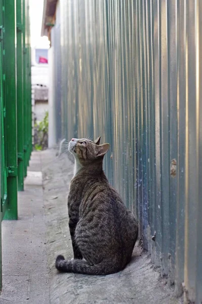 小巷里一只可爱的塔比猫的垂直后视镜 — 图库照片