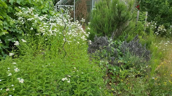 Växter Igenvuxen Trädgård — Stockfoto