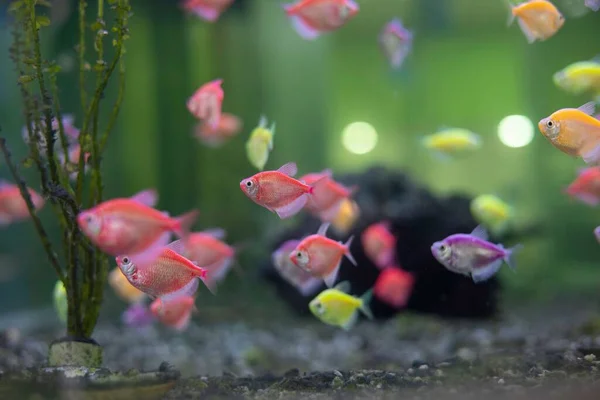 Closeup Shot Small Colorful Fishes Green Background — Stock Photo, Image