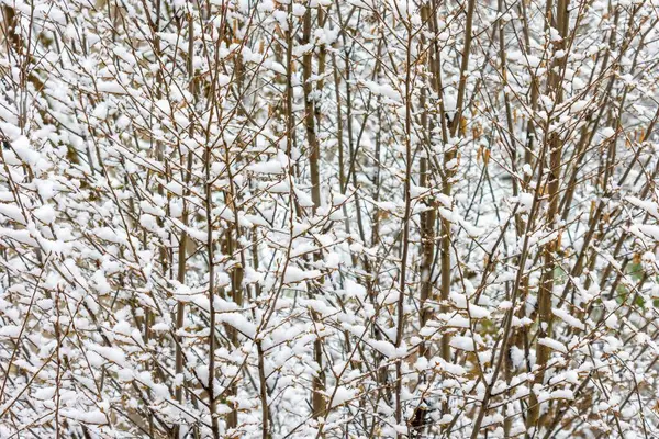 Waldgebiet Mit Kahlen Bäumen Die Mit Weißem Schnee Bedeckt Sind — Stockfoto