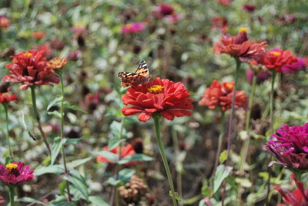 Бабочка Сидит Красном Цветке Поле — стоковое фото