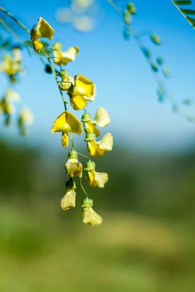 黄花枝条的垂直截图 开着明亮的黄色花朵 — 图库照片