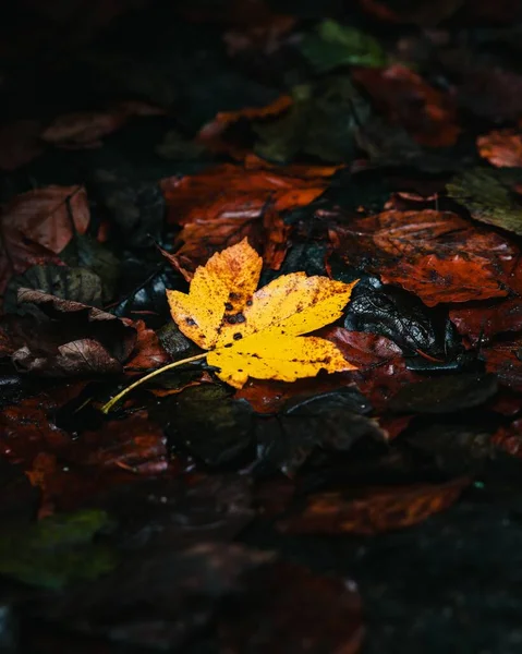 茶色の葉の山に濡れた黄色の秋の葉の垂直閉鎖ショット — ストック写真