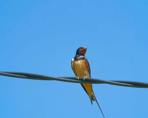 Closeup Shot Barn Swallow Perched Wire — Stock Photo, Image