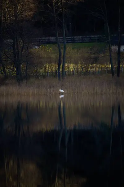 Вертикальный Снимок Белой Птицы Сидящей Спокойном Озере Лесу — стоковое фото