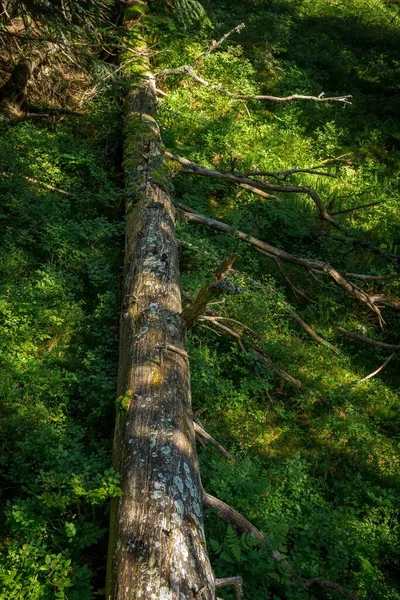 Uma Árvore Caída Gramado Grama Uma Floresta Natural Toten Noruega — Fotografia de Stock