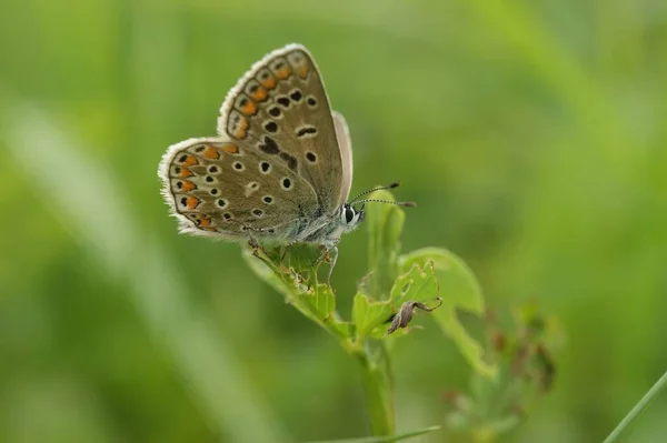 欧洲斑纹蝴蝶的自然低角度宏 多毛斑纹蝶 长有张开的翅膀 栖息在植被中 — 图库照片