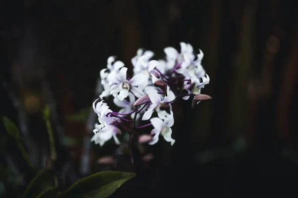 정원에 Dendrobium Kingianum 선택적 — 스톡 사진