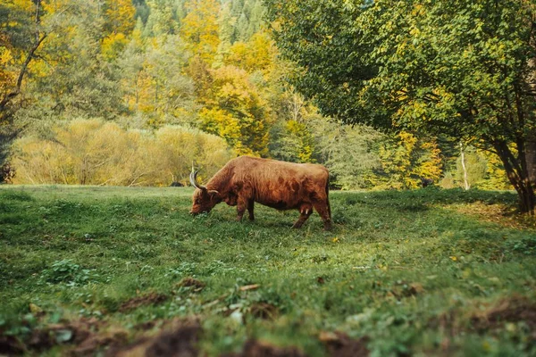 Słodkie Brązowe Bydło Highland Przyrodzie Ciągu Dnia — Zdjęcie stockowe