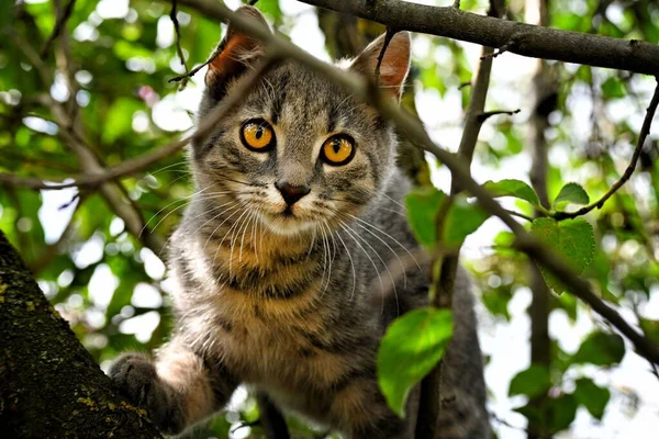 Ağacın Tepesindeki Bir Kedinin Kameraya Baktığı Yakın Çekim — Stok fotoğraf