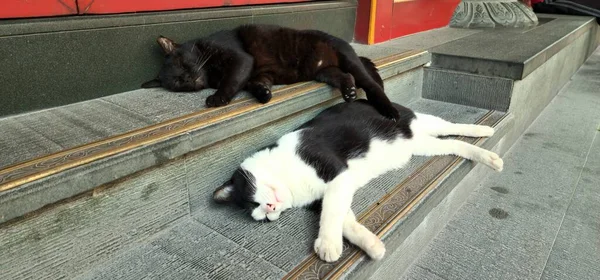 Die Beiden Niedlichen Flauschigen Katzen Schlafen Auf Der Treppe Draußen — Stockfoto