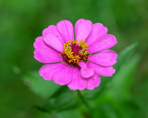 Close Uma Flor Zinnia Comum Roxo Contra Fundo Isolado — Fotografia de Stock