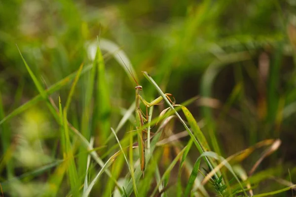 草の中のカマキリの美しいクローズアップ — ストック写真